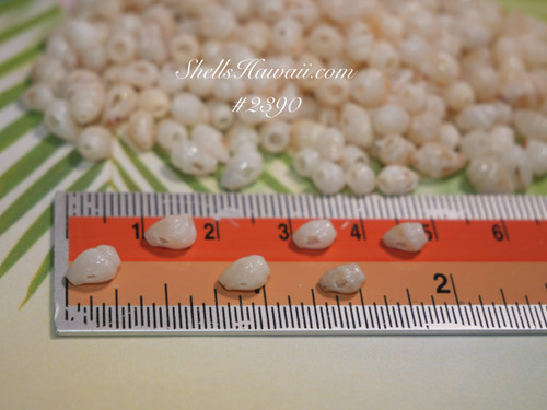 100 Niihau Momi shells pre-poked in Pikake style, complete jewelry kit with thread, Puka shells, 14K gold hooks