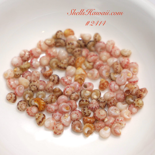Close-up of genuine Kahelelani shells from Niʻihau arranged inside a white dish showing natural mixed colors and organic shell variation. The image highlights the beautiful luster and natural patterns often used for traditional Hawaiian shell jewelry, shell bracelets, delicate earrings, island-inspired pendants, and beginner shell jewelry projects.