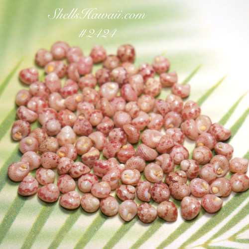 Close-up of genuine Kahelelani shell supply from Niʻihau featuring soft pink and cream tones with beautiful natural spotted patterns and luster. These authentic Hawaiian shells are commonly used for shell lei, Poepoe, Manuʻa Loa, minimalist earrings, pendants, and handcrafted Niʻihau shell jewelry designs.