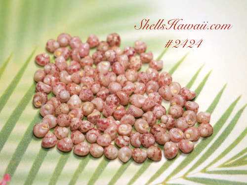 100 pcs large size Pupu Niihau Kahelelani ke’oke’o color shells supply size 15 #2424