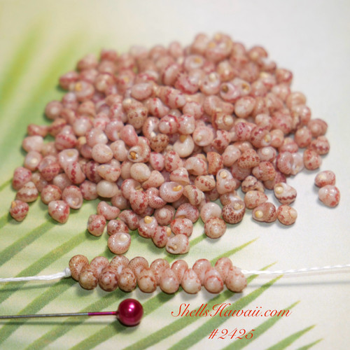 300 pcs Kahelelani shells size 14+Poking tool, nylon string, Puka shells, safety clasp. (Niihau shell jewelry kit) #2425