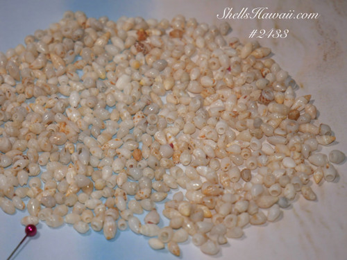 1 film canister loose Niihau shells supply! This set of shells are mix Momi & Laiki shells #2433 1 film canister loose Niihau shells supply! This set of shells are mix Momi & Laiki shells #2433