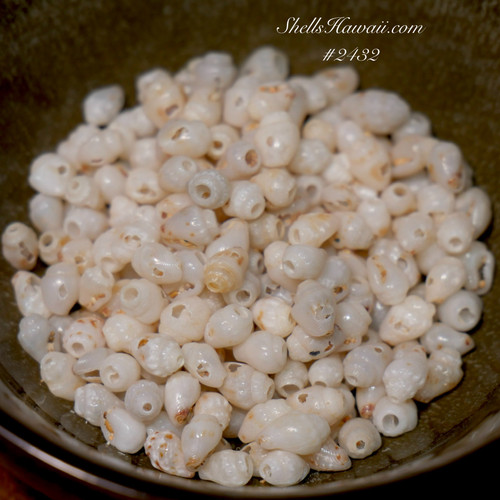 220 pcs pre-poked Momi shells/ Niihau shell jewelry kit #2432