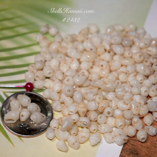 220 pcs pre-poked Momi shells/ Niihau shell jewelry kit with instruction for Pikake style #2432