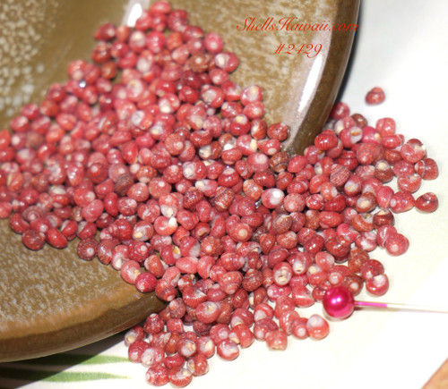 400 pcs red burgundy ‘ula‘ula Pupu Niihau Kahelelani shells size 11 #2429