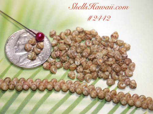 Close-up of genuine Kahelelani shells from Niʻihau displayed beside a U.S. coin and sewing pin for size comparison. The photo shows tiny natural shell patterns and earthy tones often used for beginner shell jewelry projects, shell lei, Poepoe, Manuʻa Loa, minimalist earrings, and handcrafted Hawaiian jewelry designs.
