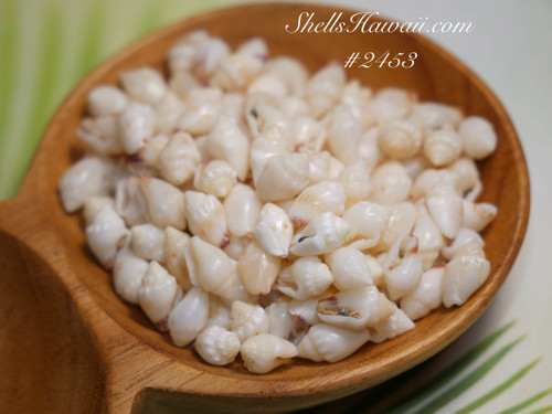 Close-up of loose Momi shells from Niihau used for Pikake-style shell jewelry.