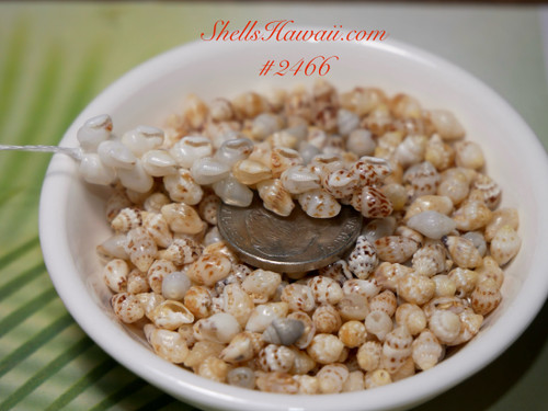 400 pcs mix color Momi shells  #2466