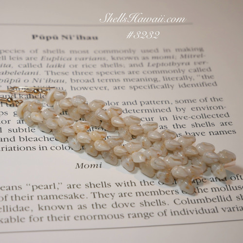 3 1/4" Niihau shell earrings made of blue uliuli Momi shells #3232