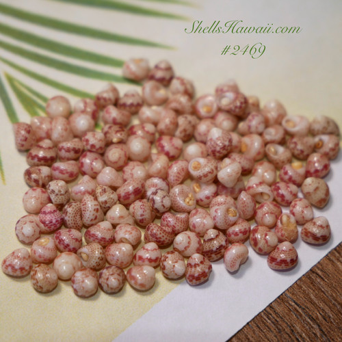 100 pcs Niihau Kahelelani ke'oke'o color shells supply size 13 #2440