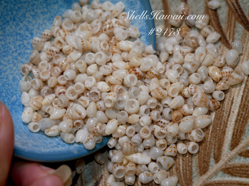 300+/-pcs Niihau shells suppy #2473 300+/-pcs Niihau shells suppy #2473