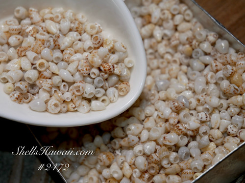 600 +/- pcs Niihau shells supply #2472