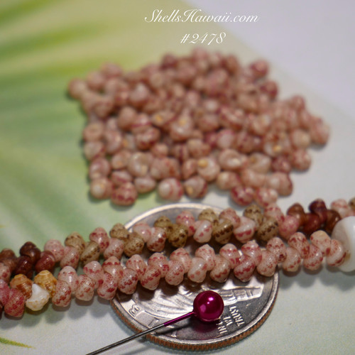 100 pcs size 13 Pupu Niihau Kahelelani ke’oke’o color shells supply #2478