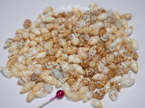 220 pcs mix color Laiki shells from Niihau #2482