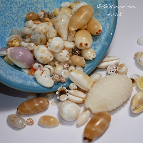 1 1/3 film canisters of mix Hawaiian seashells from Niihau island #2480 1 1/3 film canisters of mix Hawaiian seashells from Niihau island #2480