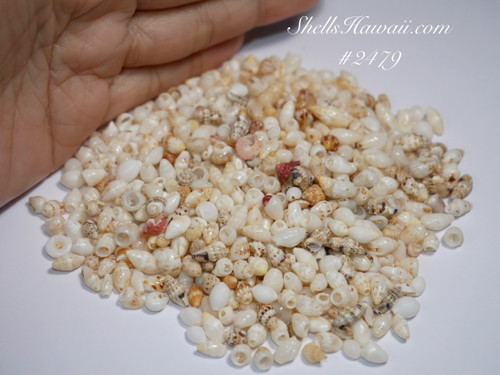 1 1/3 film canisters of mix Hawaiian seashells supply from Niihau #2479 1 1/3 film canisters of mix Hawaiian seashells supply from Niihau #2479