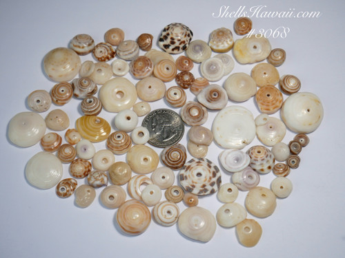 3 film canisters of Hawaiian Puka shells from Hawaiian island #3068 3 film canisters of Hawaiian Puka shells from Hawaiian island #3068