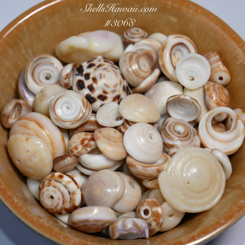 #3068
Mixed Hawaiian Puka shells collected from Niʻihau, Kauaʻi, and Oʻahu with natural luster