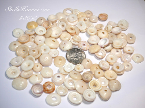 115 pcs Hawaiian Puka shells from Hawaiian island #3095 115 pcs Hawaiian Puka shells from Hawaiian island #3095
