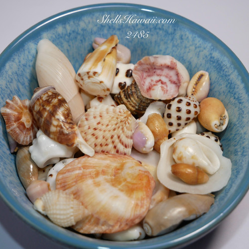 #2485
Mixed Hawaiian seashells collected from Niʻihau, Kauaʻi, and Oʻahu with natural
