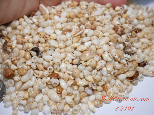 Assorted tiny Hawaiian marine shells from Niʻihau with natural textures and mixed tones