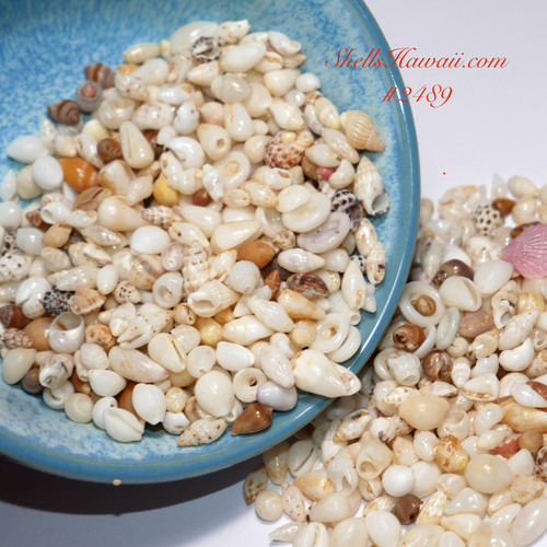 #2489
Mixed Hawaiian seashells collected from Niʻihau with natural luster for jewelry making and collecting