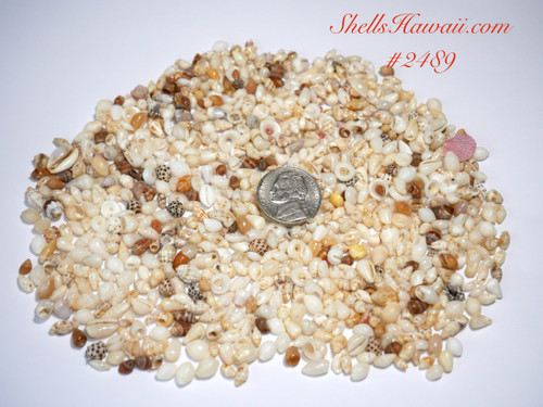 Assorted Hawaiian marine shells from Niʻihau featuring small shells with natural shine