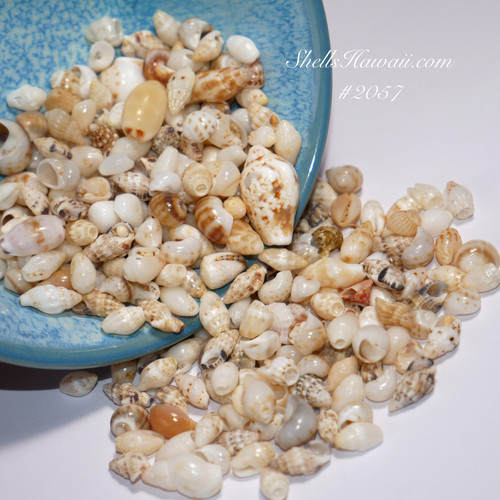 Hand-collected Hawaiian marine shells from Niʻihau used for art projects and creative shell work