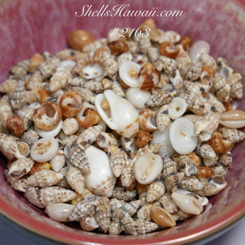 #2163
Mixed Hawaiian seashells collected from Niʻihau featuring Paʻalima, Kahelelani, and other marine shells