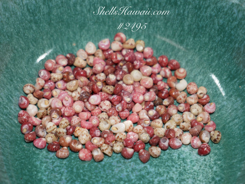 200 un-poked size 11 genuine Niʻihau Kahelelani shells in mixed natural colors, perfect for creating traditional Hawaiian jewelry designs 200 un-poked size 11 genuine Niʻihau Kahelelani shells in mixed natural colors, perfect for creating traditional Hawaiian jewelry designs
