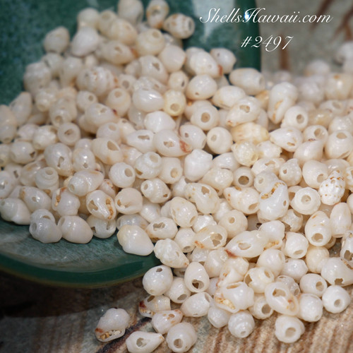 320 pcs pre-poked Momi shells supply from Niihau  #2497