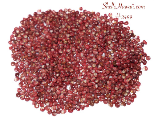 500 pcs red burgundy Kahelelani ‘ula‘ula shells from Niihau, size 12  #2499