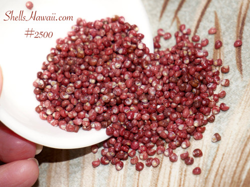 1020 pcs red burgundy Kahelelani ‘ula‘ula shells, size 12  from Niihau #2500
