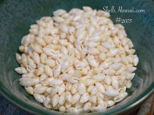 100 pcs Pre-poked Laiki shells from Niihau. Niihau shells supply #2075