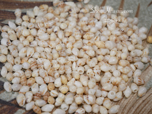 300 Niihau shells supply, B-Grade un-poked Momi shells mixed sizes off-white with light yellow hue