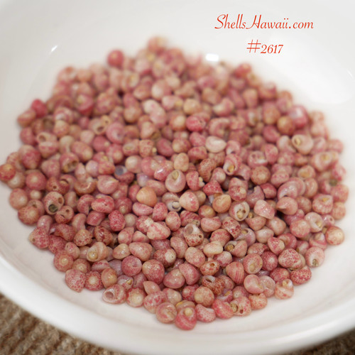 1020 pcs Kahelelani shells supply #2617