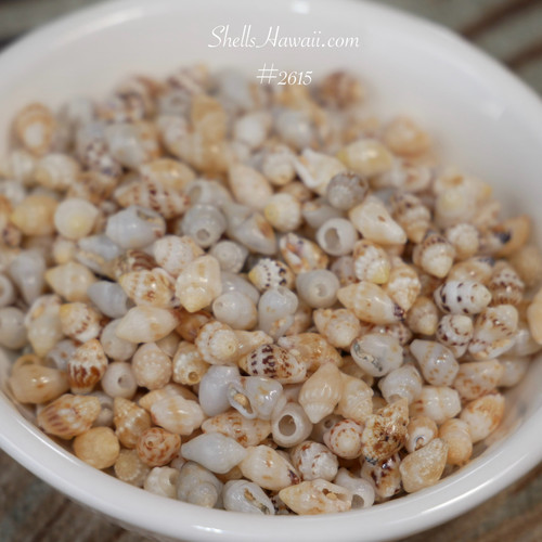 Small Momi shells Niihau 450 pcs, mixed colors and excellent luster, plus step-by-step Crown Flower earring instructions