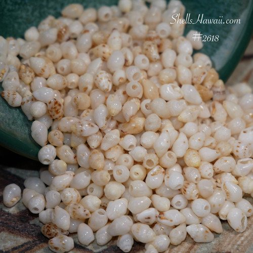 450 Momi shell supply small size from Niihau, un-poked