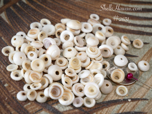 110 pcs mix size  Hawaiian Puka shells from Kauai #2632