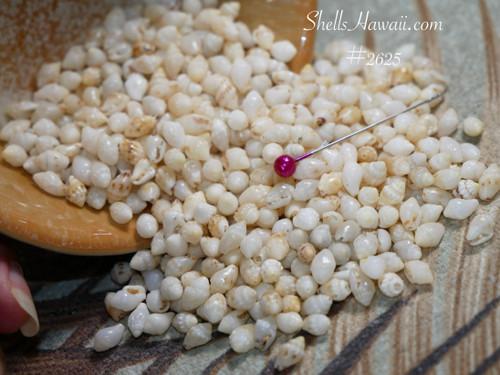 555 pcs Niihau shell supply/ Momi shells+ instruction #2625