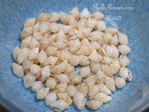 100 Niihau shells supply Momi shells off-white medium to large size, un-poked with good luster, ideal for shell jewelry 100 Niihau shells supply Momi shells off-white medium to large size, un-poked with good luster, ideal for shell jewelry