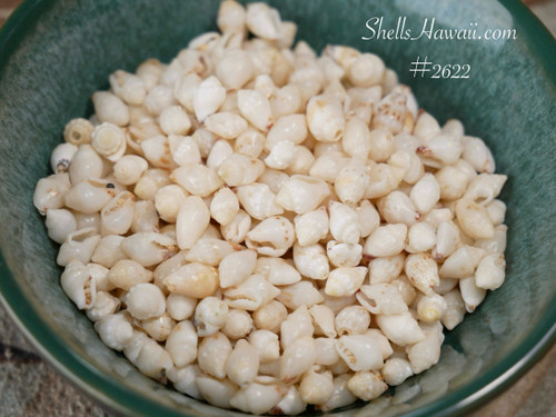 450 pcs Niihau shell supply/ Momi shells+ instruction #2622