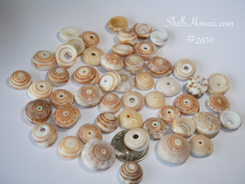 Assorted large Hawaiian Puka shells collected from Niʻihau, Kauaʻi, and Oʻahu