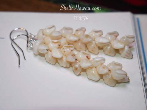 1 3/4" Niihau shell earrings/ Momi pikake style #2579