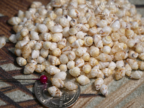 Genuine Momi shells 400 pcs medium size off-white with yellow hues, includes Pikake style earring guide, Momi shell jewelry DIY Genuine Momi shells 400 pcs medium size off-white with yellow hues, includes Pikake style earring guide, Momi shell jewelry DIY