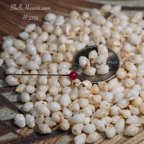 Momi shells supply for making niihau shell jewelry