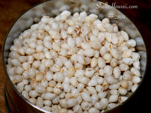 300 pcs Genuine Momi Shells Supply B Grade Un-Poked from Hawaiʻi + Pikake Earring Instruction #2804