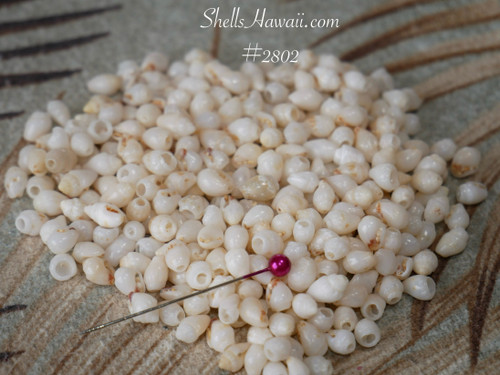 300–320 genuine Niihau Momi shells B Grade un-poked mix size film canister, off-white and caramel hues, loose shell supply, Niihau shells, Momi shell jewelry DIY, Hawaiian shell supply