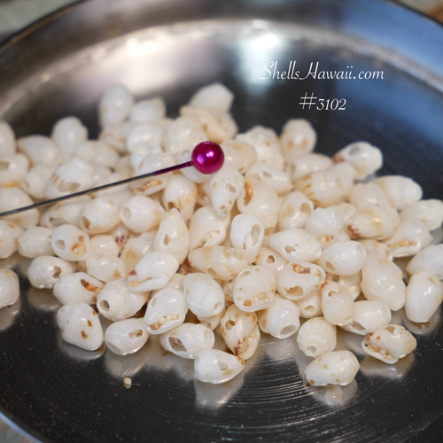 100 genuine Niihau Momi shells off-white mixed sizes B Grade pre-poked, loose shell supply for jewelry making, Niihau shells, Momi shell supply, Hawaiian shell jewelry DIY 100 genuine Niihau Momi shells off-white mixed sizes B Grade pre-poked, loose shell supply for jewelry making, Niihau shells, Momi shell supply, Hawaiian shell jewelry DIY