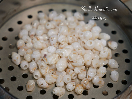 115 pcs Off-White Momi Shells – Mixed Size (Small & Medium) – Pre-Poked – Good Luster #3100 115 pcs Off-White Momi Shells – Mixed Size (Small & Medium) – Pre-Poked – Good Luster #3100